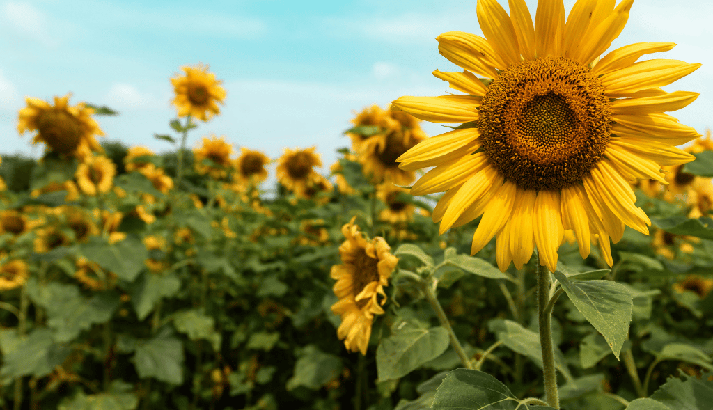 Summer 2026 Patient Newsletter